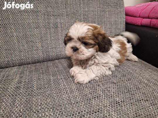 Si-cu Shih-tzu Shi-tzu