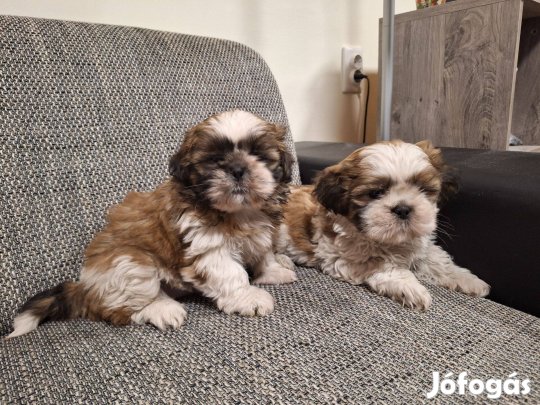 Si-cu , Shih-tzu Shi-tzu