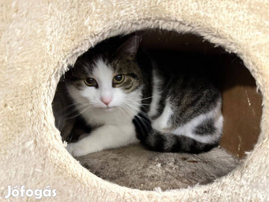 Simike a szépséges