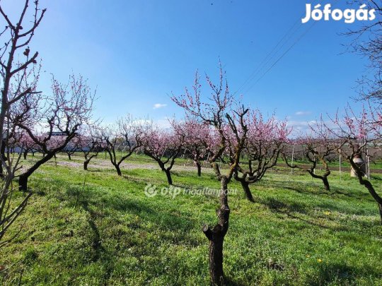 Siófoki eladó 2453 nm-es telek