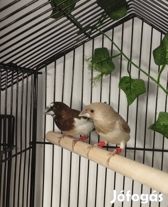 Sirályka pinty madár