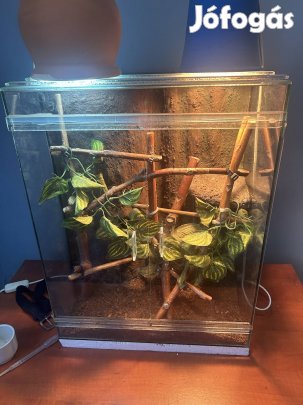 Sisakos kaméleon teljes felszereléssel