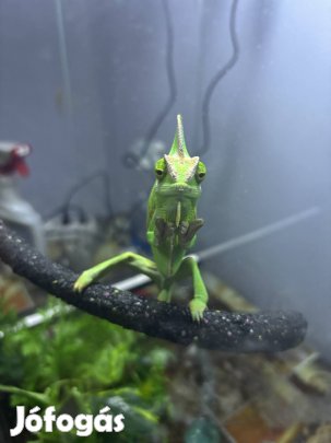 Sisakos kaméleon terráriummam lámpával együtt