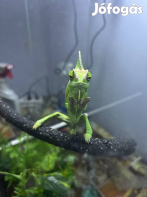 Sisakos kaméleon terráriummam lámpával együtt