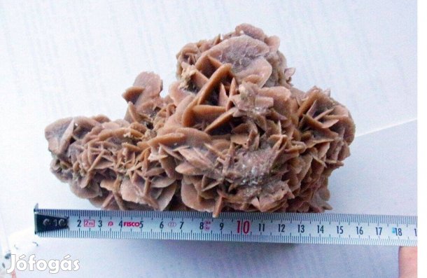 Sivatagi Rózsa szép aprólékos mintázatú Újpest központ közelében