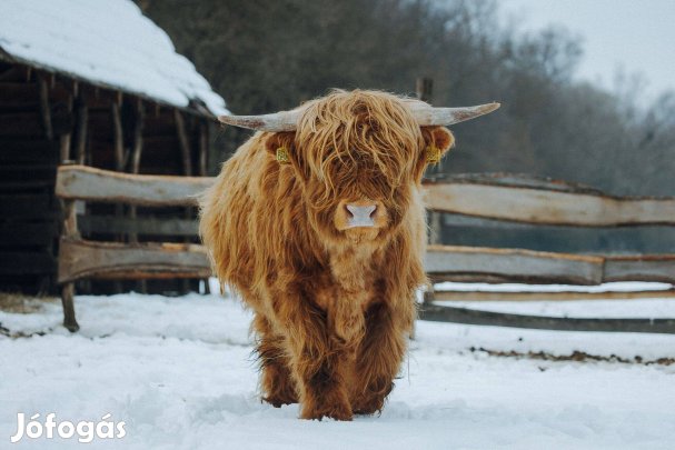 Skót felföldi (highland cattle) fiatal bika