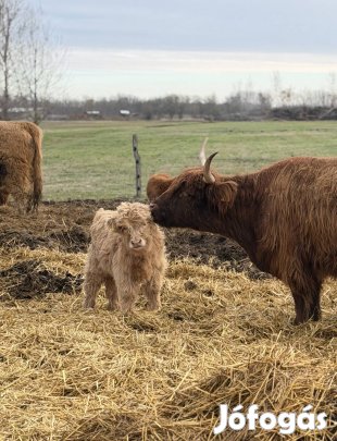 Skót felföldi eladó