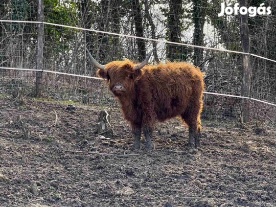 Skót felföldi minimarha