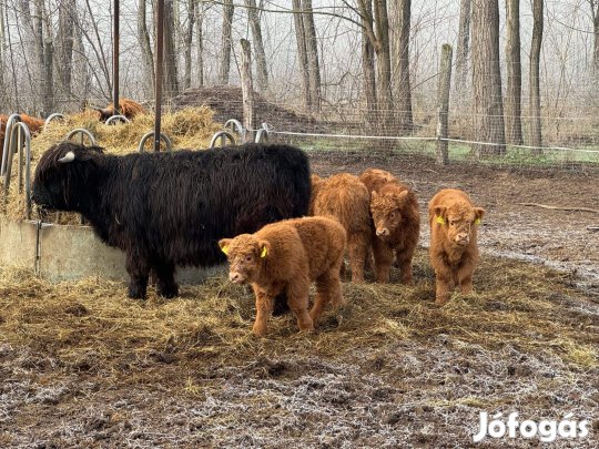 Skót felföldi szarvasmarha borjak eladók!