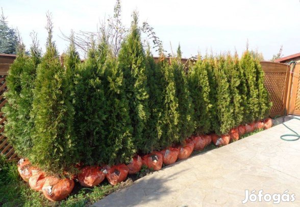 Smaragd Thuja eladó