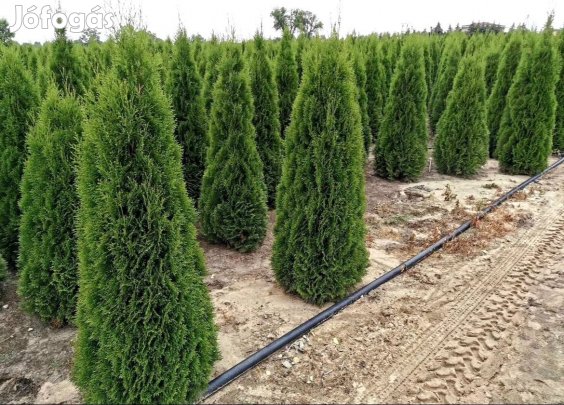 Smaragd Tuja 120 cm-től 220 cm-ig - Prémium minőség