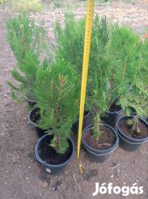 Smaragd Tuja örökzöld