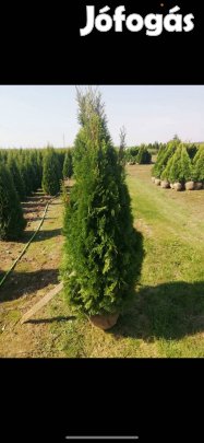 Smaragd tuja 180-200 cm