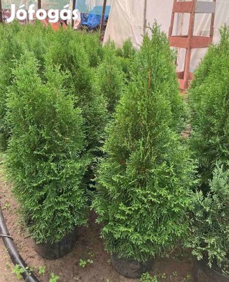 Smaragd tuja eladó