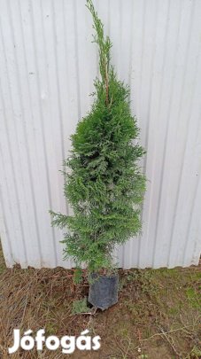Smaragd tuja kont.eladó