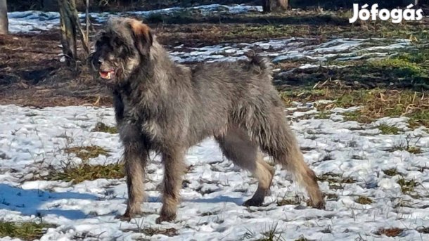 Só-bors óriás schnauzer kan