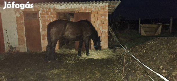 Sodrott Kanca csikó eladó