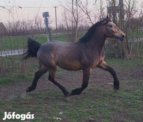 Sodrott csődör csikó!!!