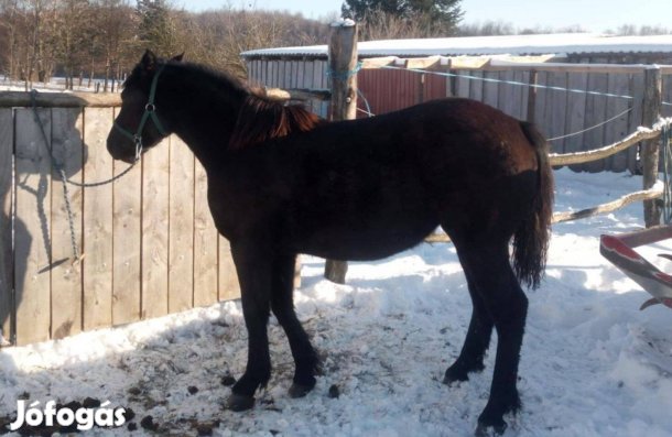 Sodrott kanca csikó