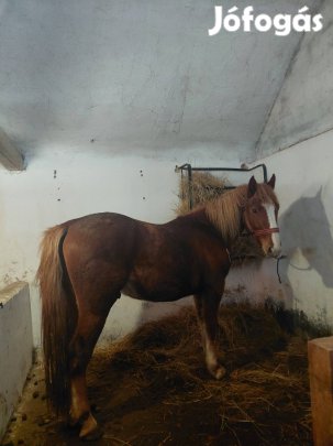 Sodrott x Kwpn félvér méncsikó! 