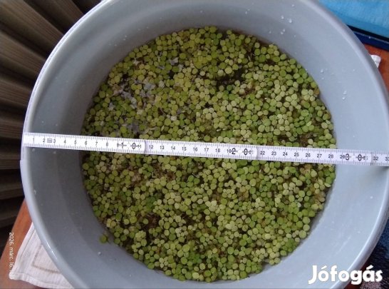 Sok vízi rucaöröm Salvinia natans akváriumi úszó növény eladó