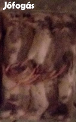 Sokcsecsű egér eladó