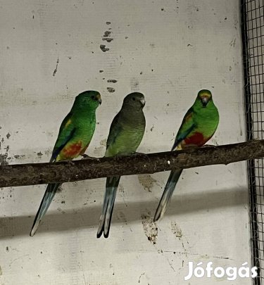 Sokszínü papagájok