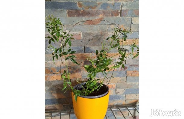 Sokvirágú Jázmin, Jasminum Polyanthum