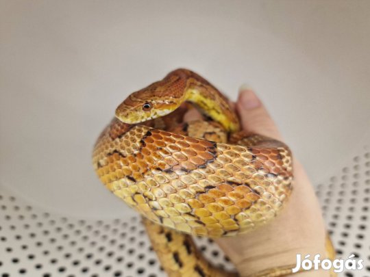 Soma 120cm hím gabonasikló