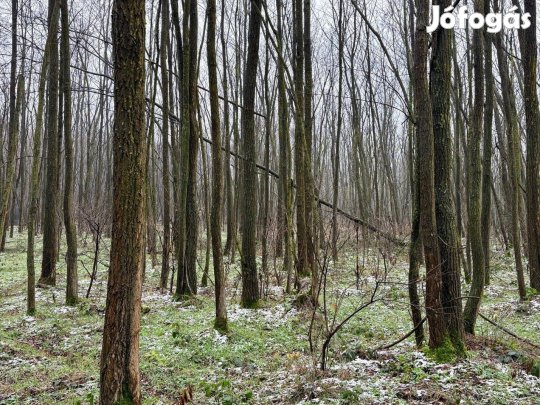 Somogy vármegye, Kadarkút mellett, Erdő eladó