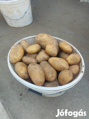 Soraya fajtájú étkezési krumpli eladó 
