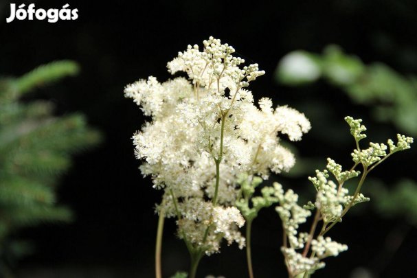 Sorbaria sorbifolia, tollas gyöngyvessző gyökeres cserjék konténerben