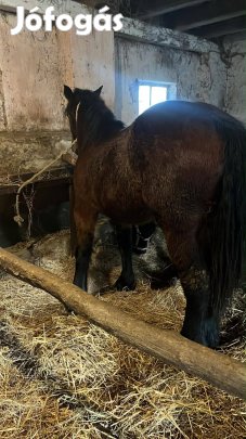 Sötét pej kanca csikó