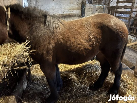Sötét pej kanca csikó eladó