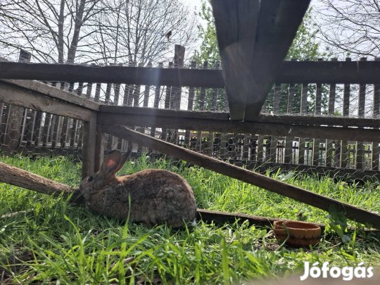 Sötétszürke bak nyúl eladó