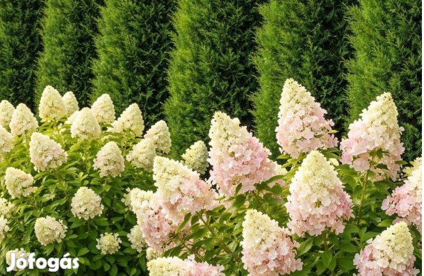 Sövény + bugás hortenzia kertcsomag Leylandi + hortenzia