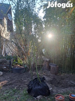 Sövénybambusz nagy földlabdával eladó