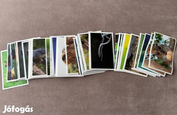 Spar Állati rekordok 2. matrica