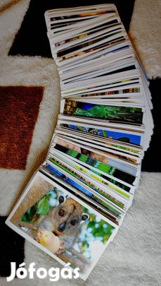 Spar Garfield Állati rekordok 2. matricák 