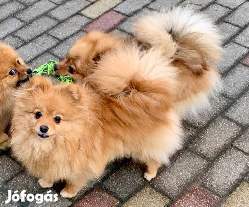 Spicc Törzskönyves elvihető