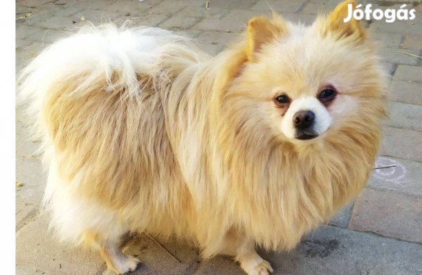 Spicc jellegű kiskutya ingyen elvihető