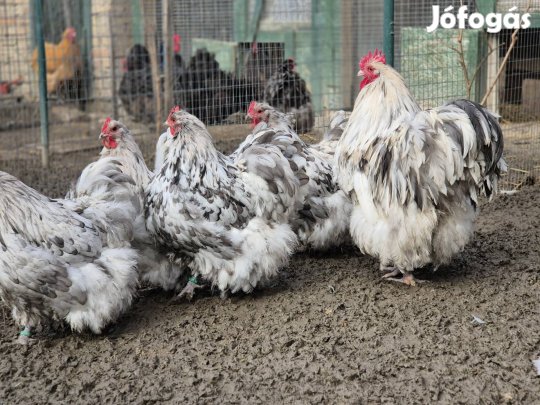 Splash orpington tojás tenyésztojás eladó!