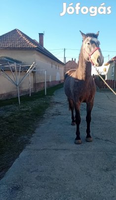 Sport félvér eladó!