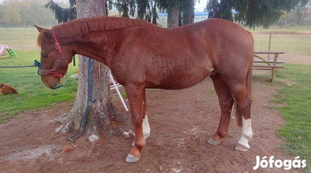 Sportfélvér méncsikó!