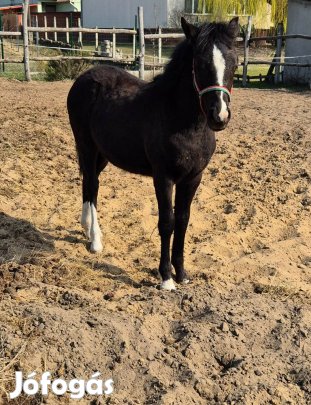 Sportpóni csődör csikó új gazdit keres
