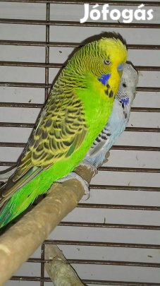 Standard hullámos papagáj költőpár