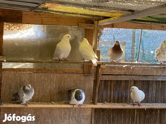 Strasszer, Hubbel galambok