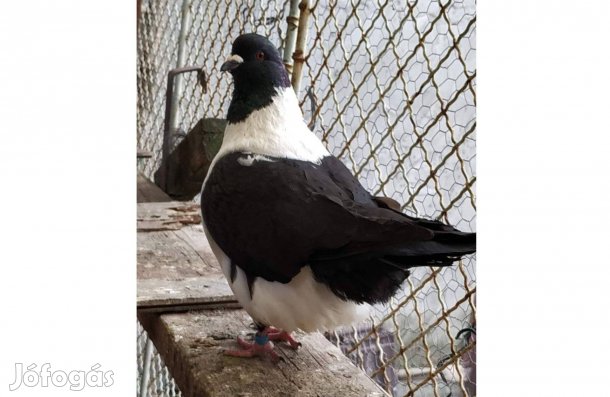 Strasszer galambok eladók