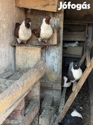 Strasszer galambok eladók Abdán