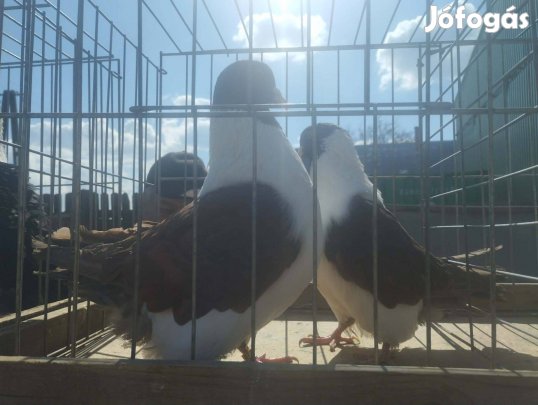 Strasszer galambok költöznének